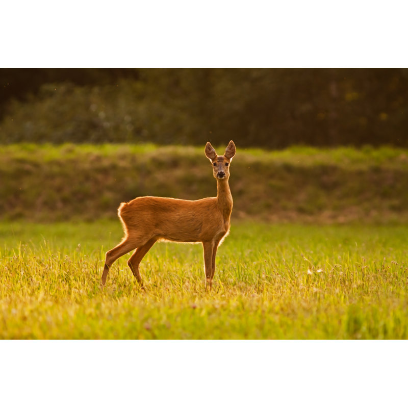 Lockesburg Roe Deer Doe by Srniak - Wrapped Canvas Print, 30cm H x 46cm W x 3.8cm D