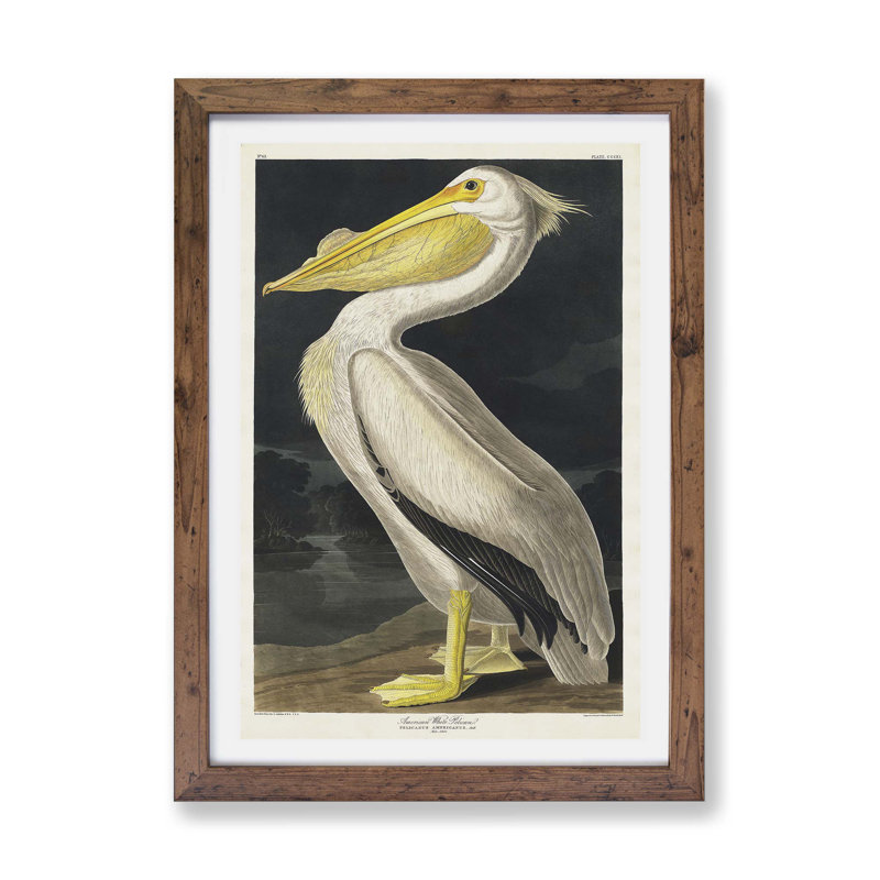 American White Pelican by John James Audubon - Wall Art, 45cm H x 63cm W x 2cm D, Walnut Framed Paper