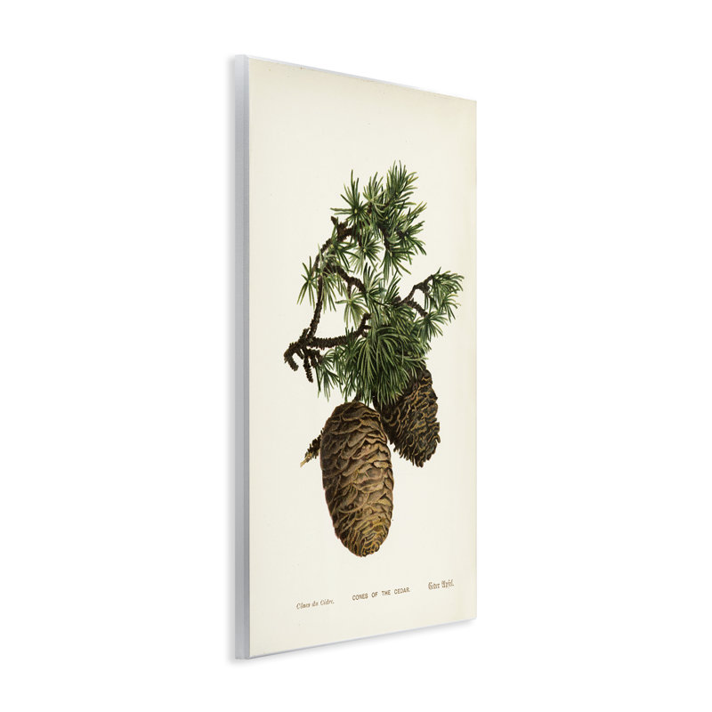  «Cedar Tree Pinecones» par Tina Higgins Designs, Inc., H 15 po x l 10 po