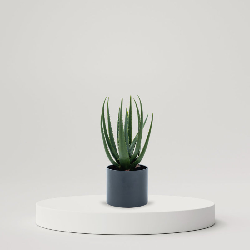 18'' Succulent
