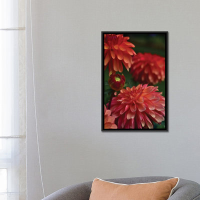 " Dahlia " by Olivia Joy StClaire