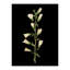 Pressed Botanical Giclees On Black Set by Sandy Whitaker-214565506-214565507
