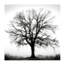 Fountain Oak Print by Cook Jamie-26774721-26774722