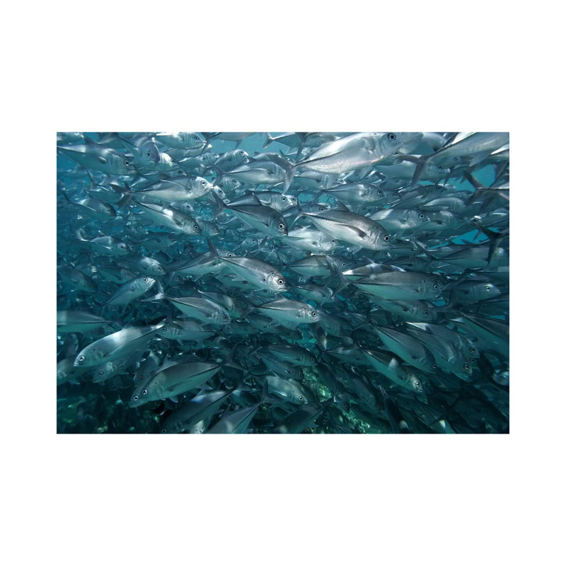 Bigeye Trevally School Swimming Off Sipadan Island, Celebes Sea, Borneo by Hiroya Minakuchi - Wrapped Canvas Print