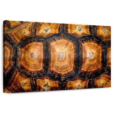 Carapace de tortue
