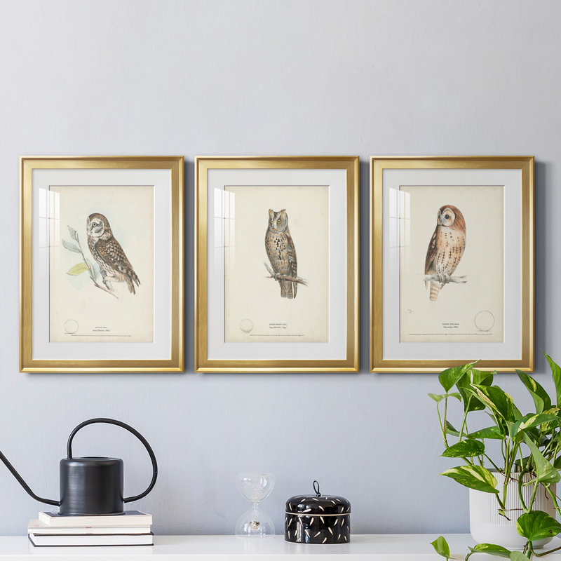 «Little Owl», reproduction encadrée de qualité supérieure - prête à être accrochée, Cadre doré, Blanc