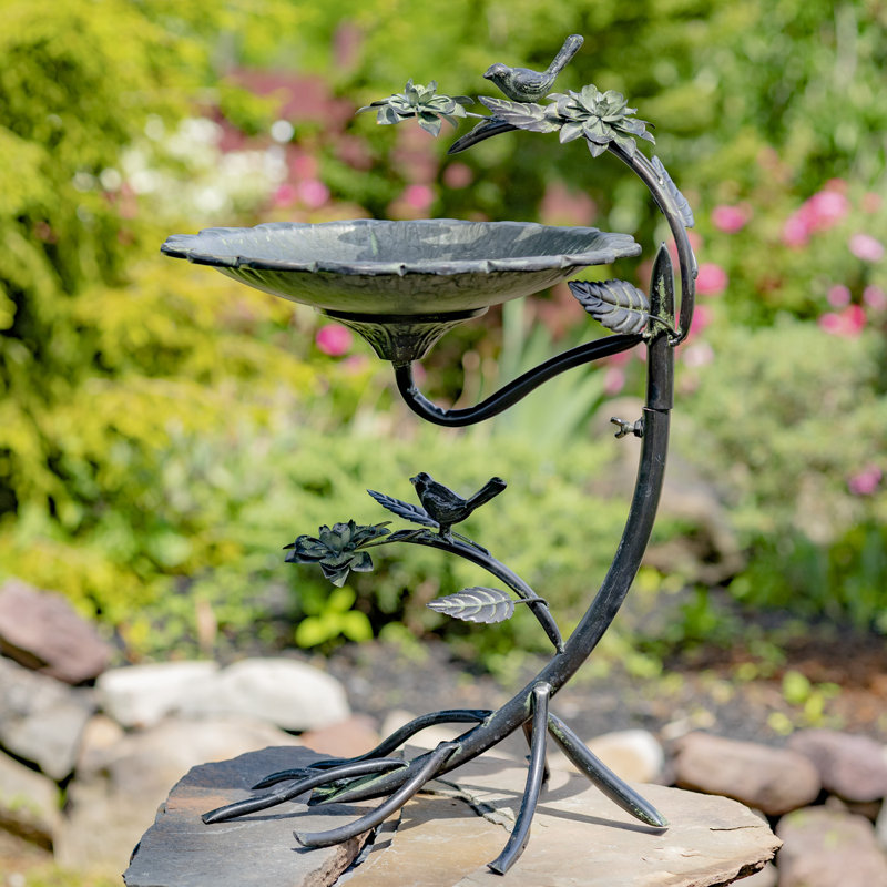Bain d'oiseaux Friedewald, Noir