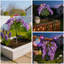 Ensemble de 2 lumières à piquets solaires, 3 papillons et 4 fleurs de glycine avec lueur mauve