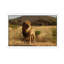 African Lion - Print on Canvas-42155615-89233716