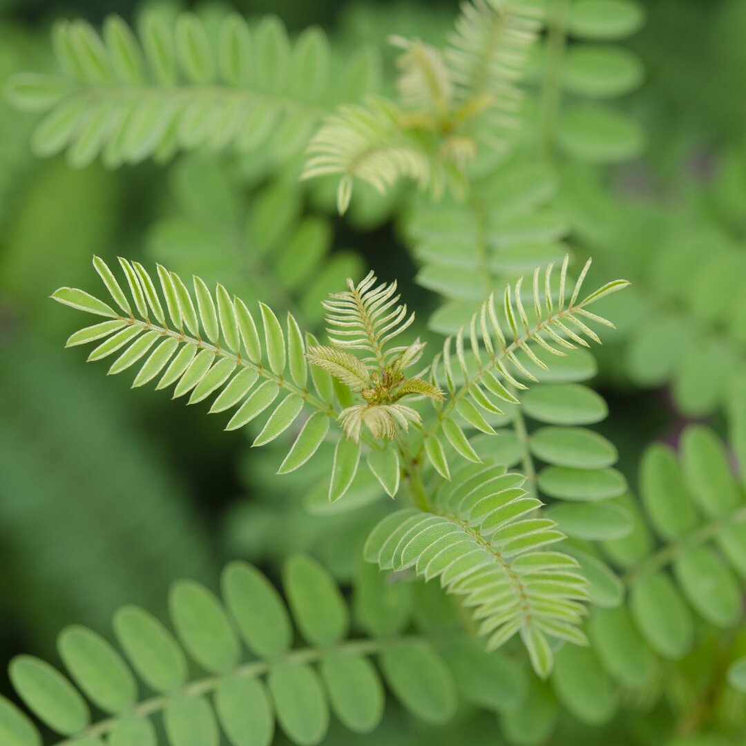 Leinwandbild Cropped Garden Leaves II von Laura DeNardo