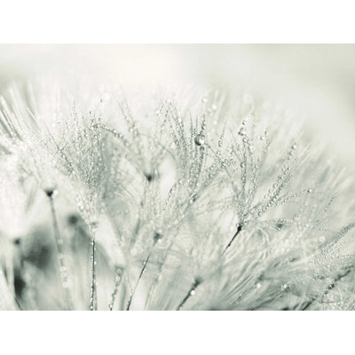Dandelion Jewels II - impression sur toile tendue