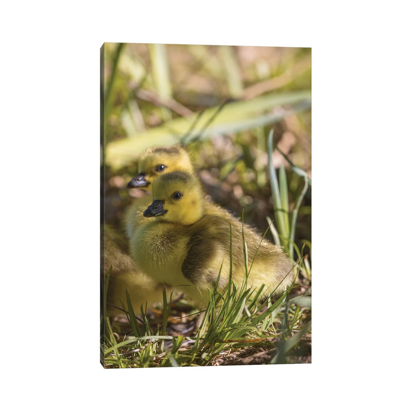 So Cute Gosling 1 Piece Wrapped Canvas Wall Art, 20.32 cm H x 30.48 cm W