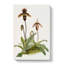 Magnolia Flowers Illustration Tab.43 by Frederick Sander - Wrapped Canvas-55312016