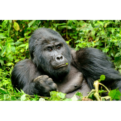 Madriz Mountain Gorilla - Wrapped Canvas Print