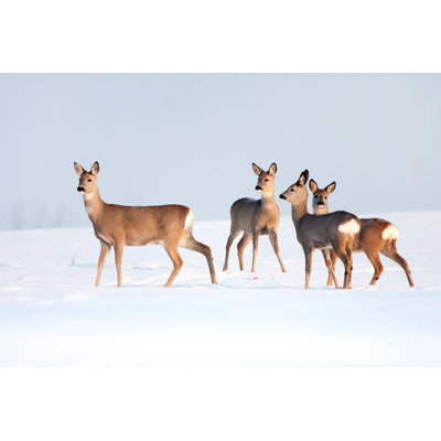 Roe Deer Group by Sindlera - Wrapped Canvas Print