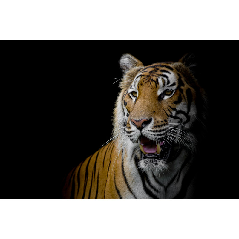 Tiger, 61cm H x 91cm W