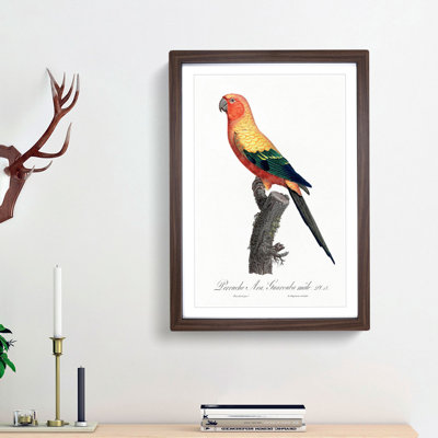 Sun Parakeet by F. Levaillant - Picture Frame Painting Print
