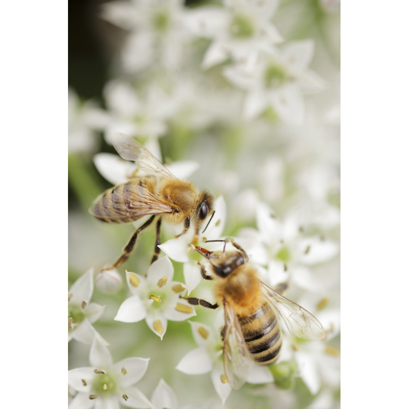Bees by Temmuzcan - Wrapped Canvas Print, 76cm H x 51cm W x 3.8cm D