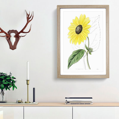 A Californian Sunflower - Wall Art