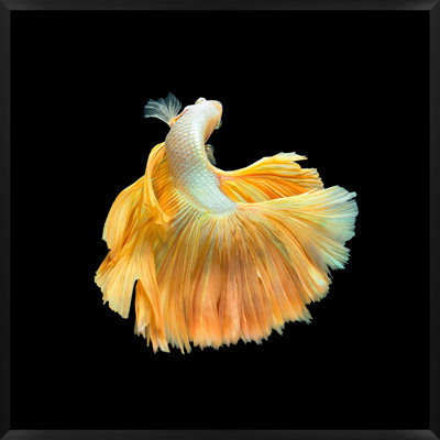 Halfmoon Betta 3 Print by Mat Sanders