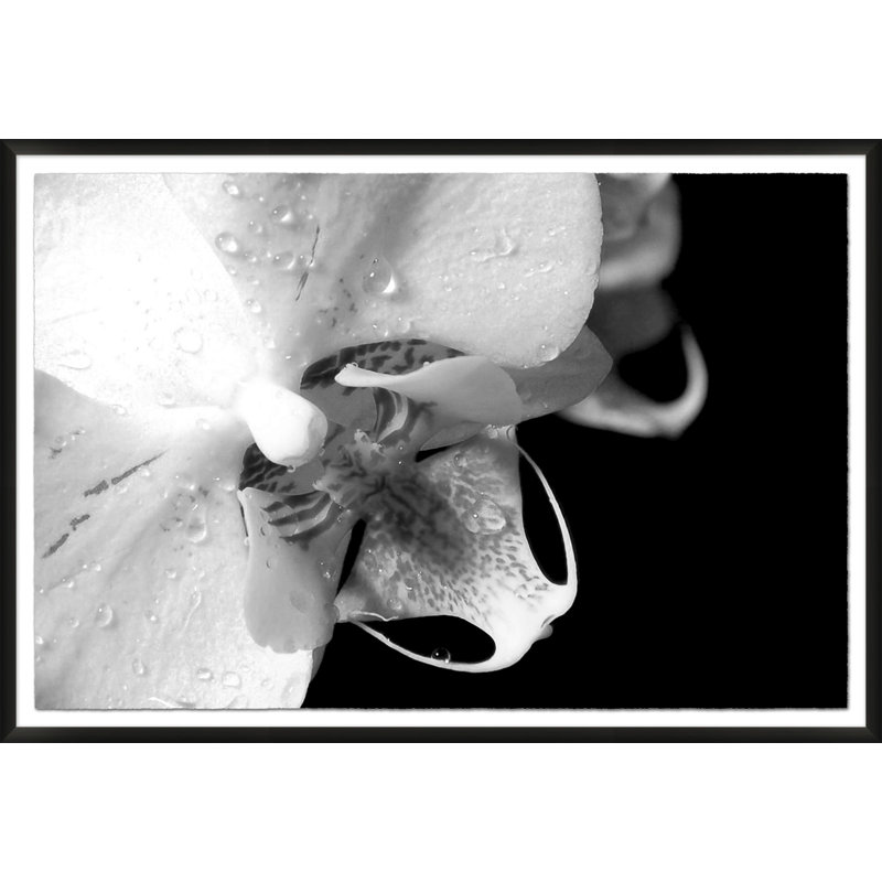 Abstracted Floral 2' Framed Photographic Print on Glass