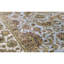 Trinity Wool Oriental Area Rug in Light Blue/Ivory/Brown-106953450