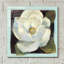 «Magnolia II» par Carol Rowan, art mural en verre acrylique, 12 po x 12 po-655785465