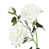 Blanc crème