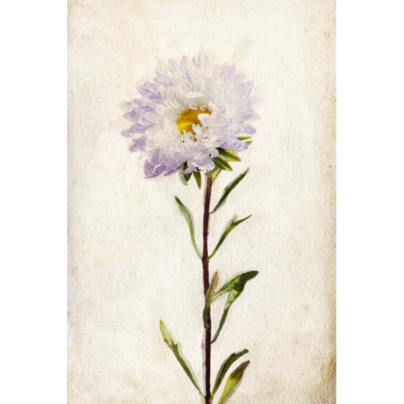Watercolor Lilac Aster by Alkir - Wrapped Canvas Painting, 46cm H x 30cm W x 3.8cm D