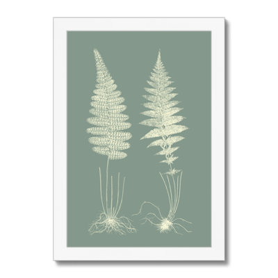 Ferns On Sage VI by Vision Studio - Painting