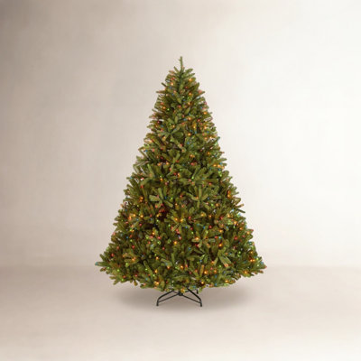  Jersey Fraser Fir Tree
