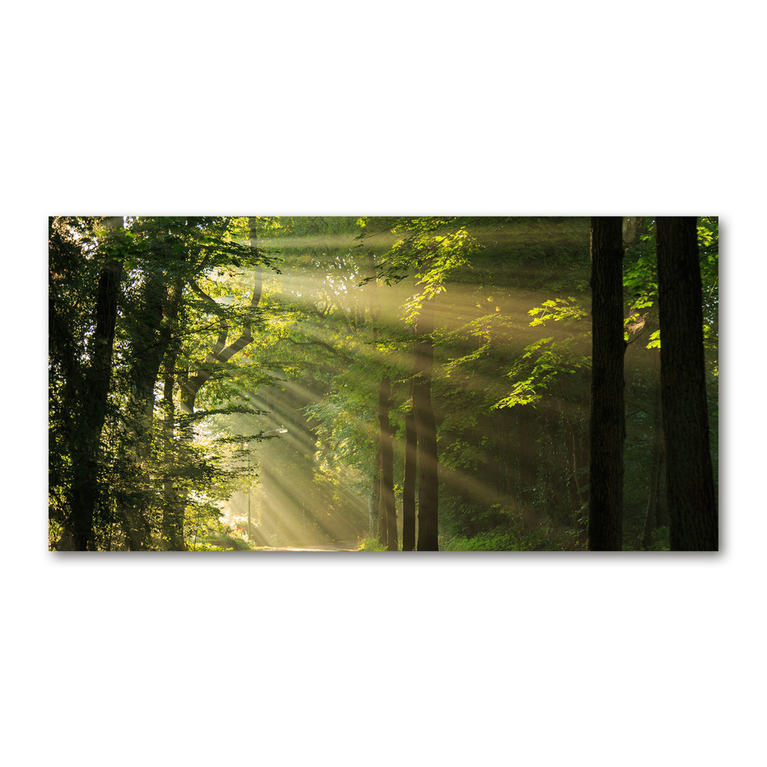 Wald in der Sonne - Kunstdrucke auf Leinwand - Wrapped Canvas