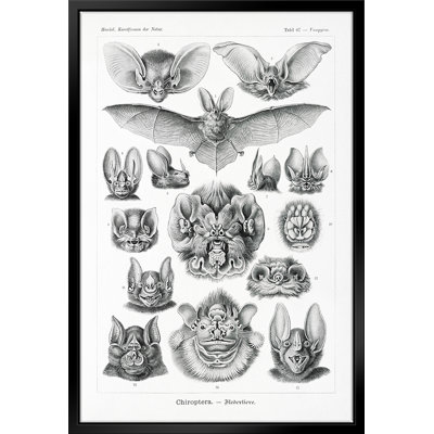 " Chiroptera–Fledertiere " by Stanley Print House