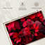 Harnek Dewy Poinsettia-108908449