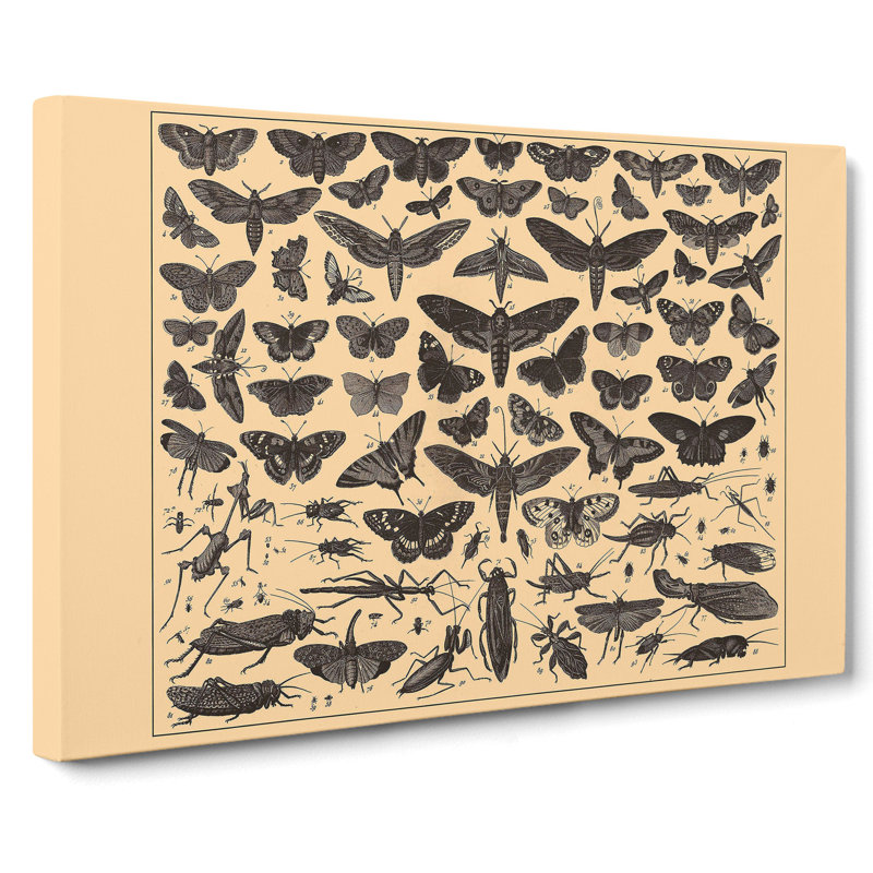 Encyclopedia Butterflies And Insects - Wrapped Canvas, 50cm H x 76cm W x 3cm D