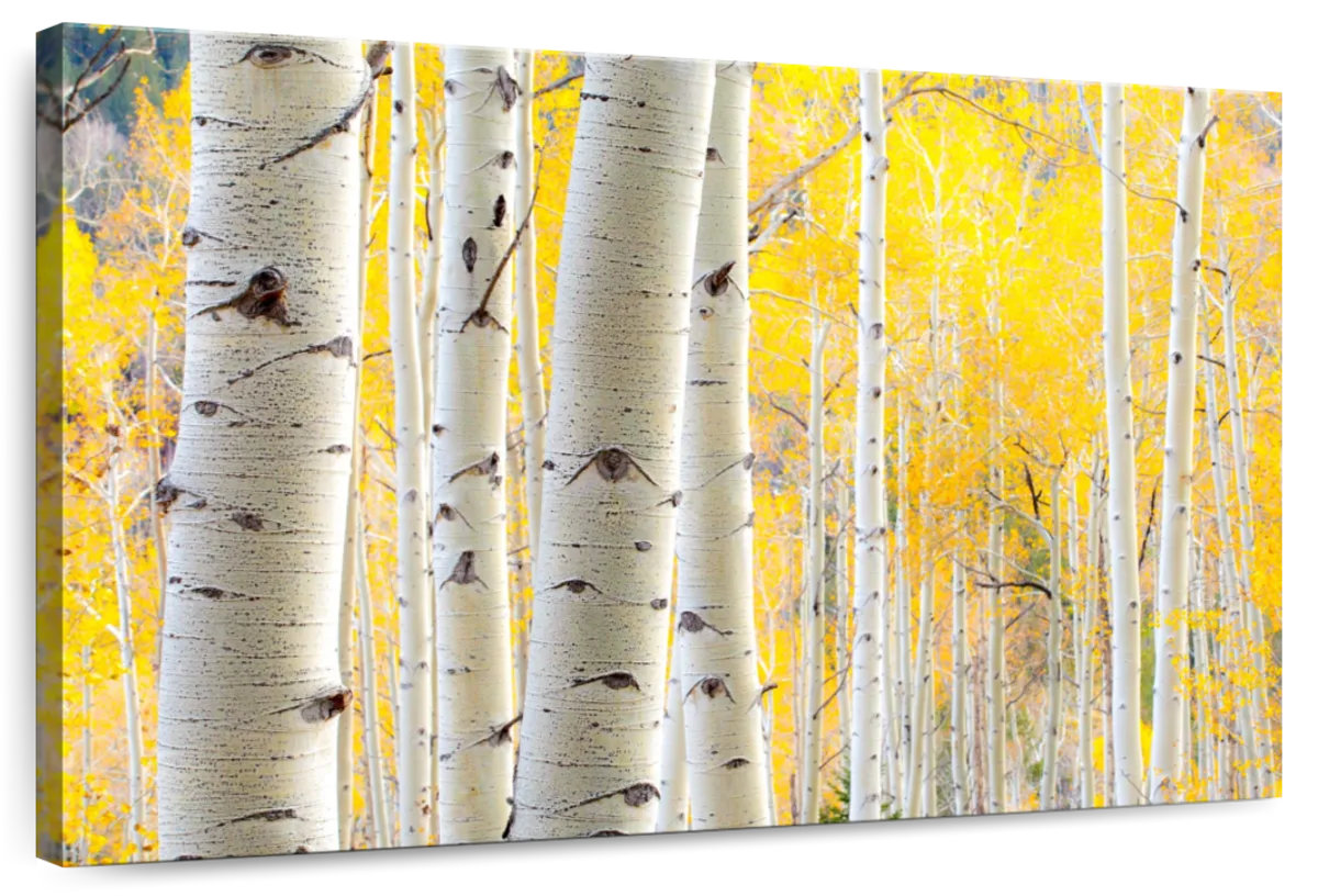 Millwood Pines Alvord White Birch Tree Trunks | Wayfair