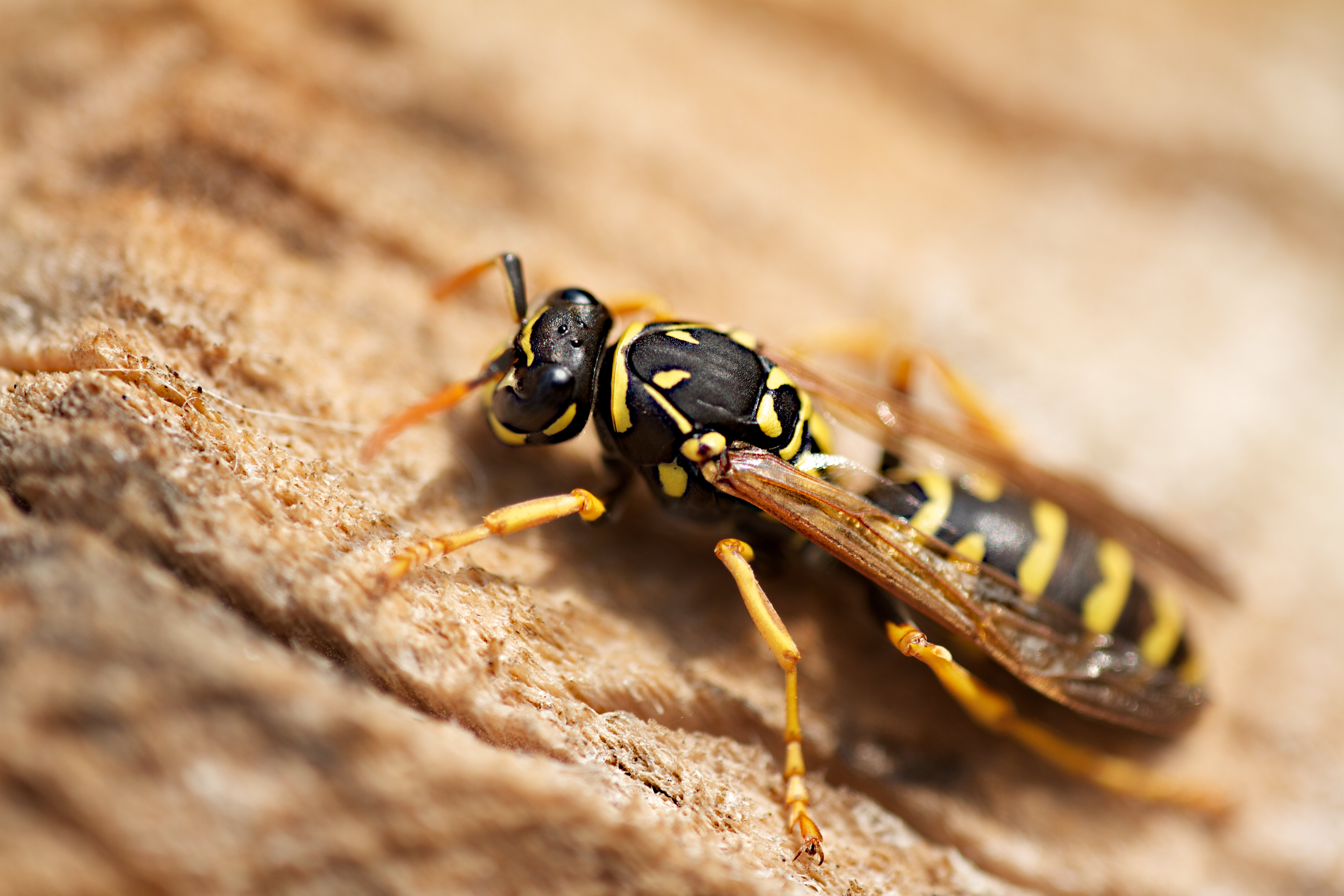 Hokku Designs Oto Wasp by Ferrerivideo | Wayfair