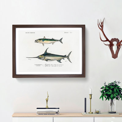 Fish Illustrations PL. 9 by Charles d' Orbigny - Picture Frame Graphic Art Print