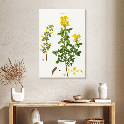 Cytisus cytisus biflorus Keiri
