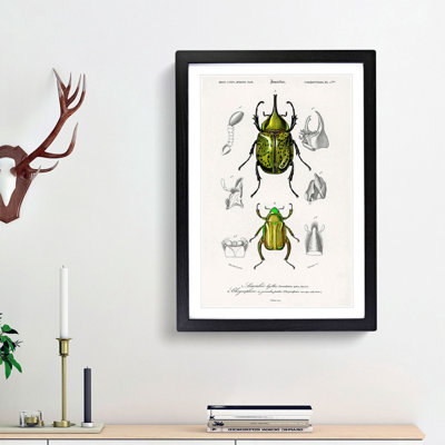 Beetle Illustrations PL.5 by Charles D'Orbigny Framed Print