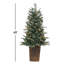 4Ft Pre Lit Potted Natural Cut Blue Spruce With 100 Lights And 605 Branch Tips