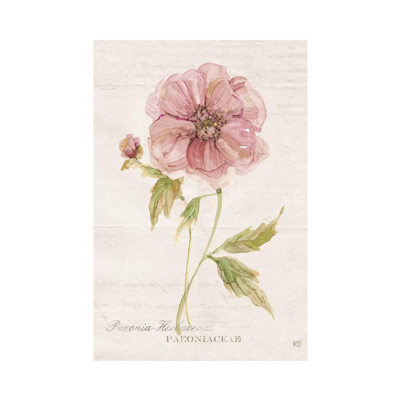 Soft Peony 1 Piece Painting on Canvas, 20.32 cm H x 30.48 cm W, Wrapped Canvas