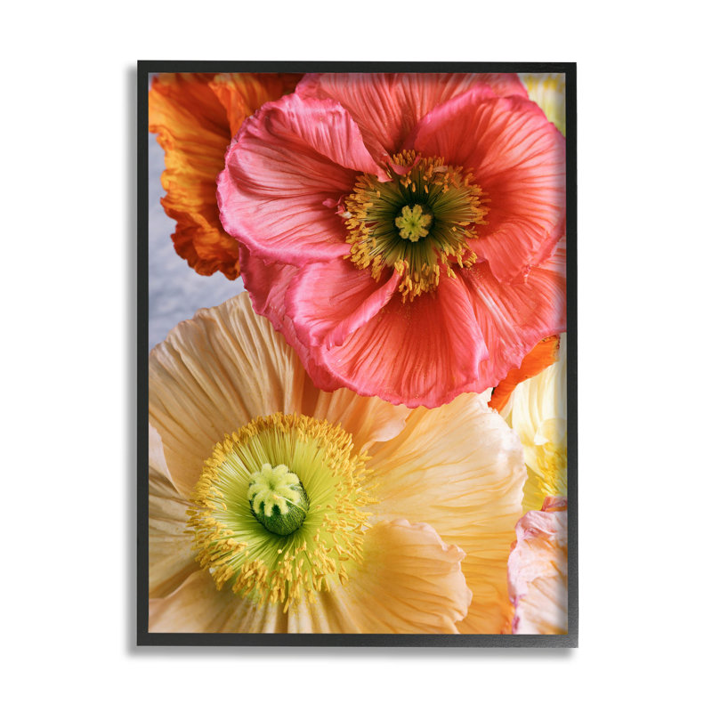 Fleur de coquelicot détaillée, art de la giclée par Carina Okula, H 14 po x l 11 po x P 1,5 po, Giclée encadrée noir minuit
