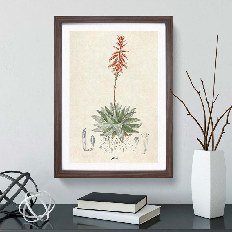 Illustration of an Aloe Vera Plant - Picture Frame Graphic Art Print, Walnut Framed, 36cm H x 27cm W x 2cm D