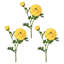 Ranunculus Clooney 19 po Just Cut -1336727397