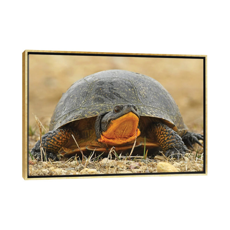 Tortue mouchetée par Brian Wolf - reproduction de photo, Aucun mat, H 18 po x l 26 po x P 1,5 po, Toile encadrée d'or