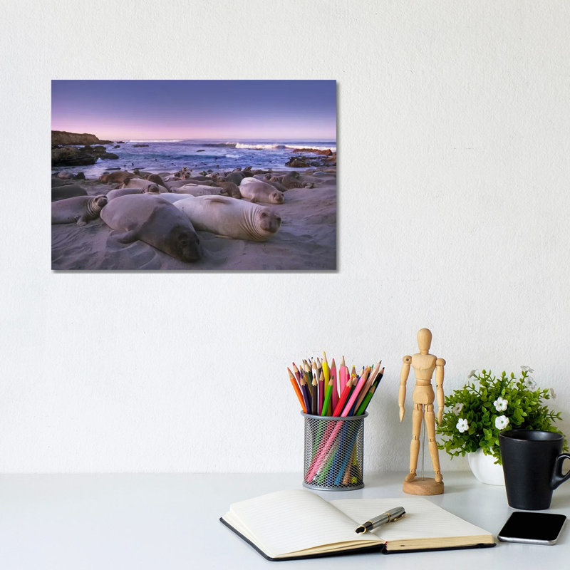 Northern Elephant Seal Juveniles Laying On The Beach, Point Piedras Blancas, Big Sur, California by Tim Fitzharris - Wrapped Canvas Print