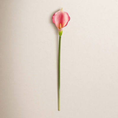 Calla Lily Stems