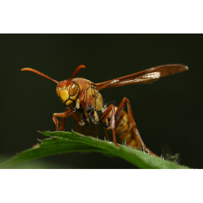 Lissett " Wasp " by Ryanking999