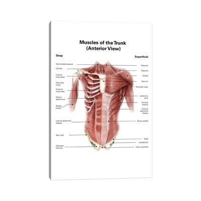 " Digital Illustration Of Muscles Of The Human Torso, Anterior View " by Alan Gesek